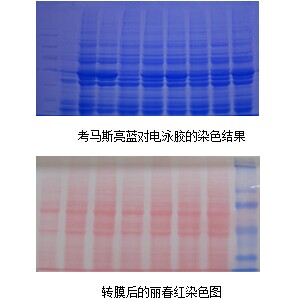 承接实验服务 Westren Blot免疫印迹